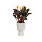 vibes fold coupe 14cm zijdewit